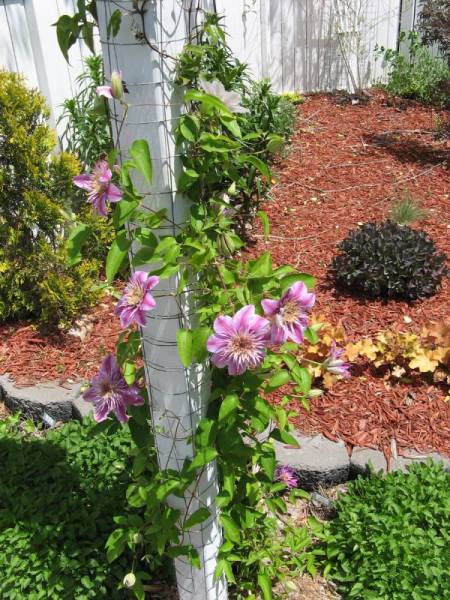 A Clematis Growing up a Post