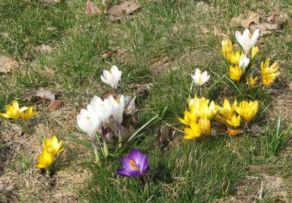 Crocuses in the Lawn