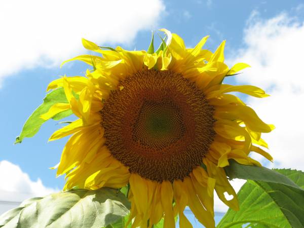 Massive Sunflower Bloom